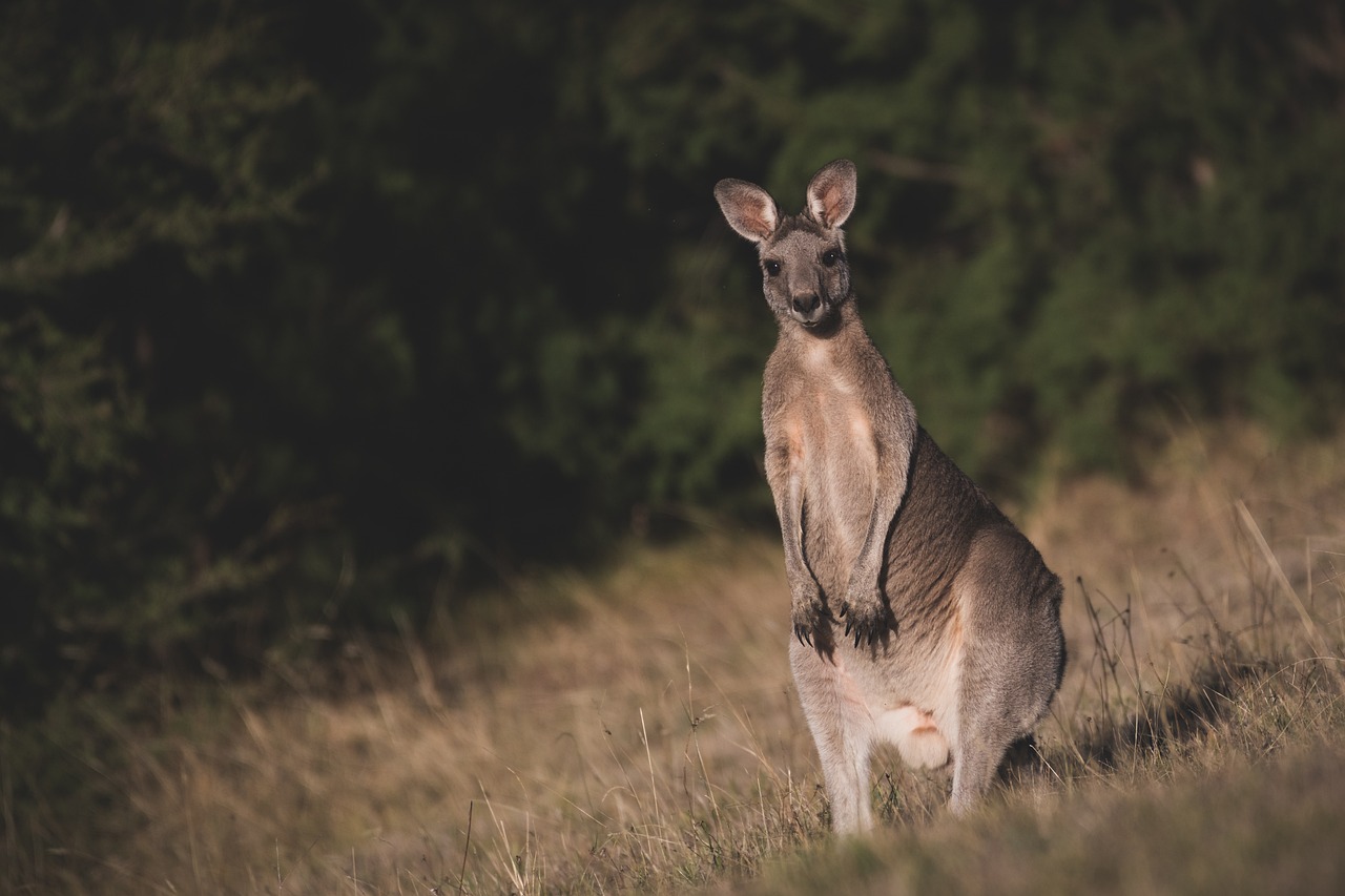 Tips for Photographing Wildlife in National Parks